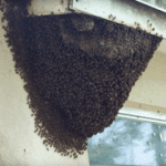 Bee Removal in Winter Haven, Florida