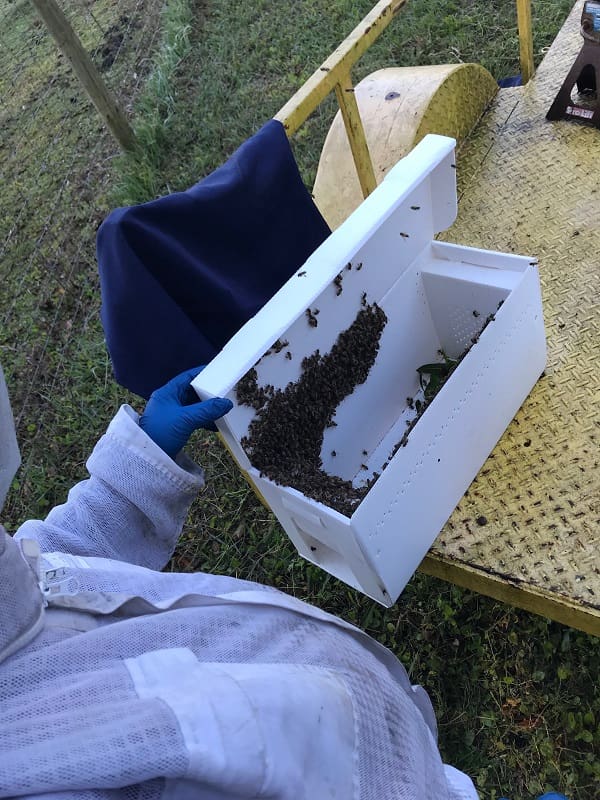Bee Removal Clearwater