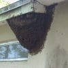 Bee Removal in Brandon, Florida
