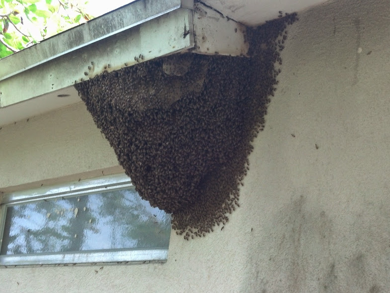 Bee removal Brandon