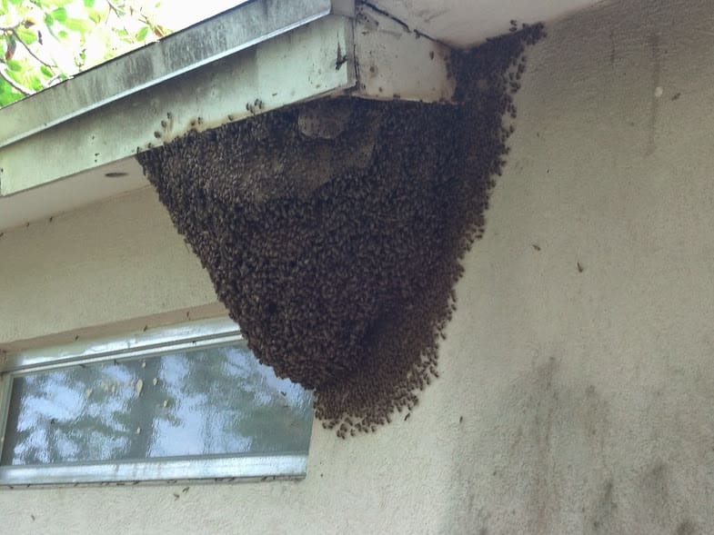 Bee removal Clearwater