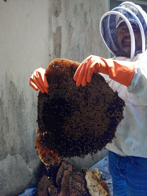 Bee removal Tampa