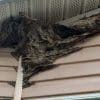 Hornet Removal in Brandon, Florida