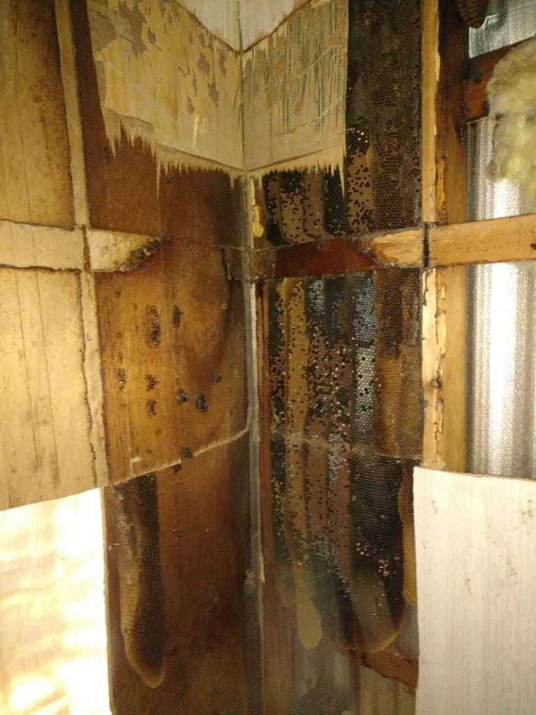 Bee Removal Orlando