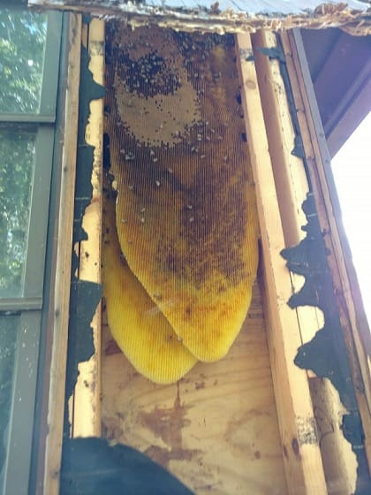 Bee Removal St Pete