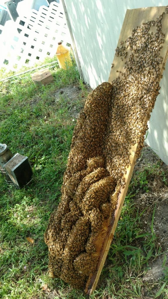 Bee Removal Tampa 