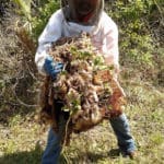 Hornet Nest Removal