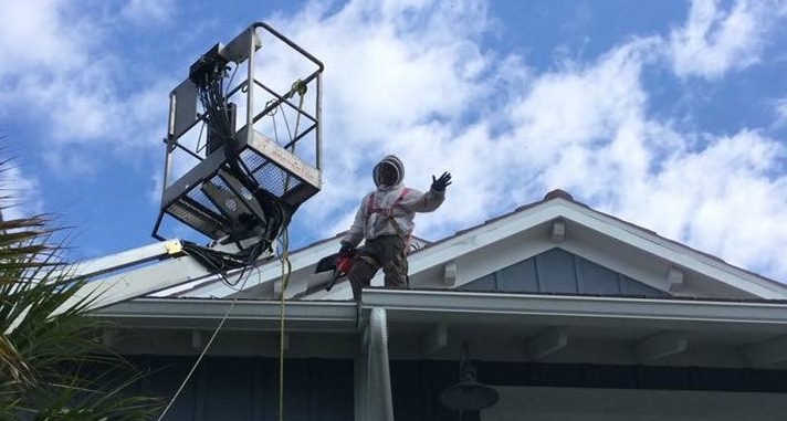 Bee Removal Tampa