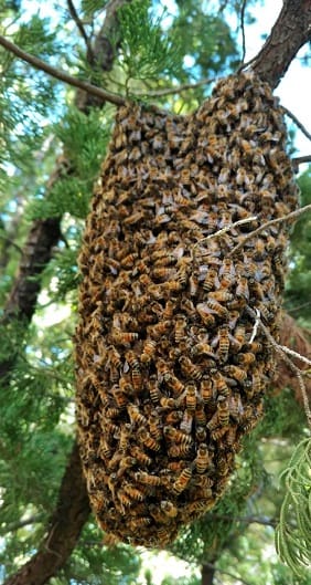 Bee Removal Brandon