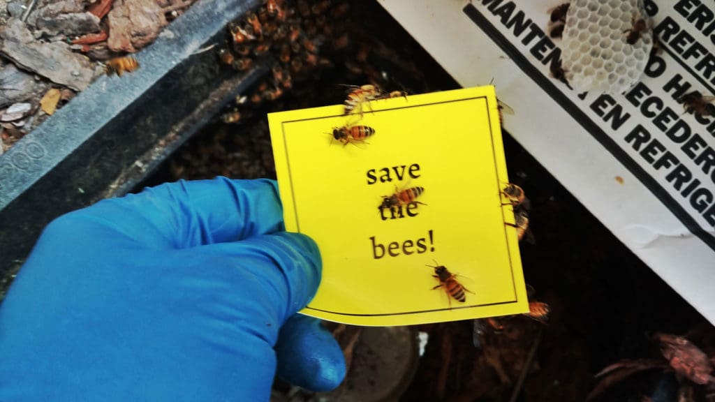 Bee removal Winter Haven