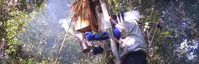 Bee Removal Sarasota