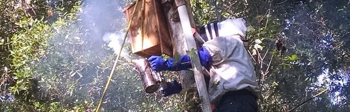 Bee Removal Lakeland