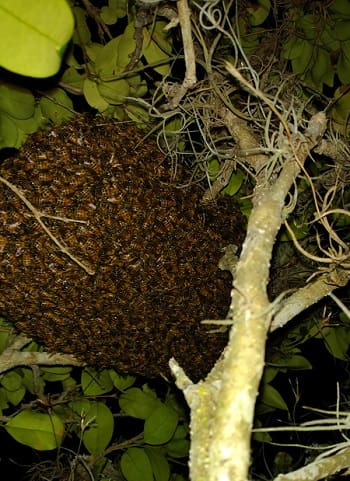 Bee removal Tampa