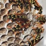 Wasp Removal in Winter Haven, Florida