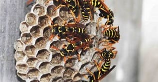 wasp removal Wesley Chapel