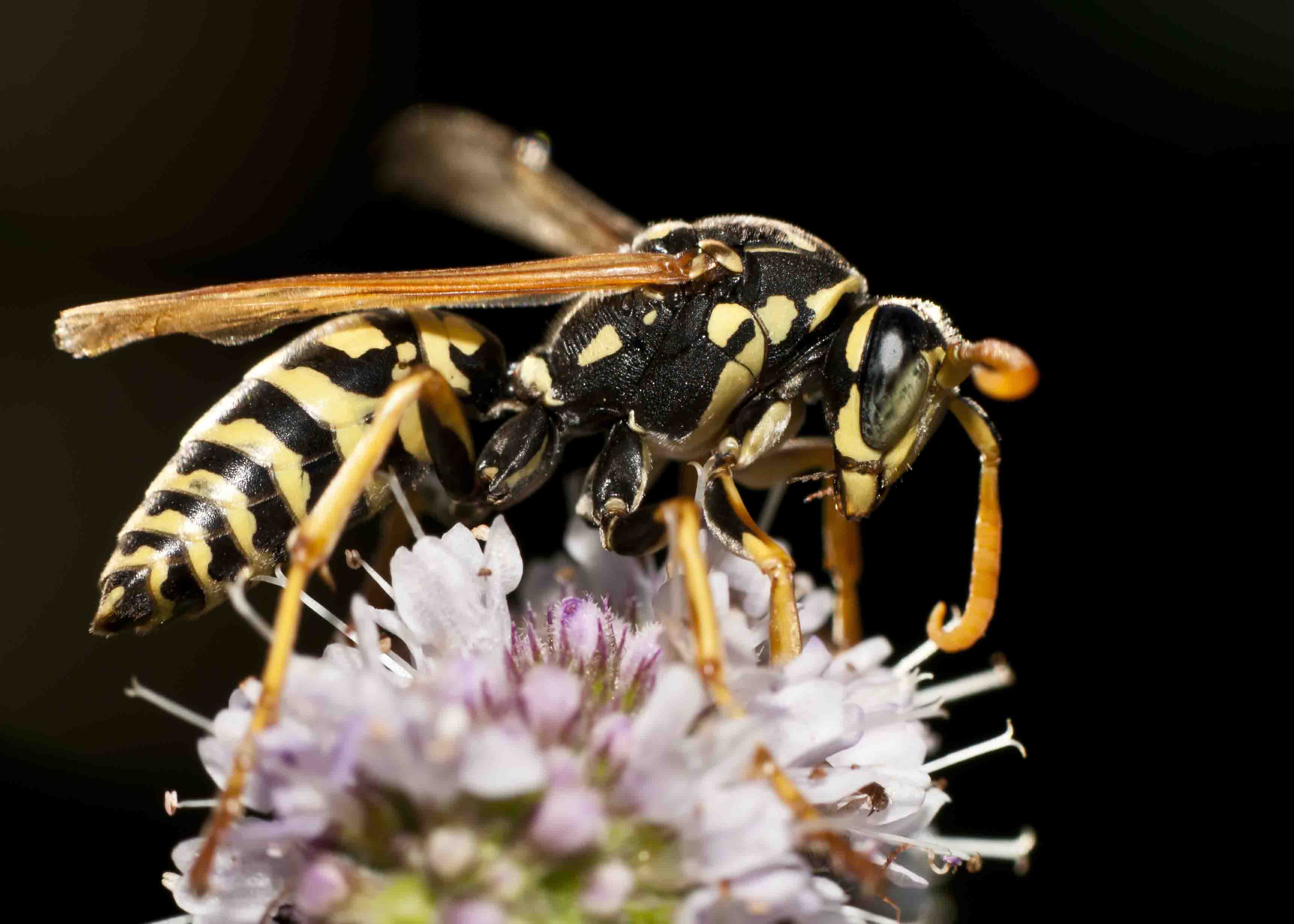 Yellow Jacket Removal: How to Tell Yellow Jackets from Bees