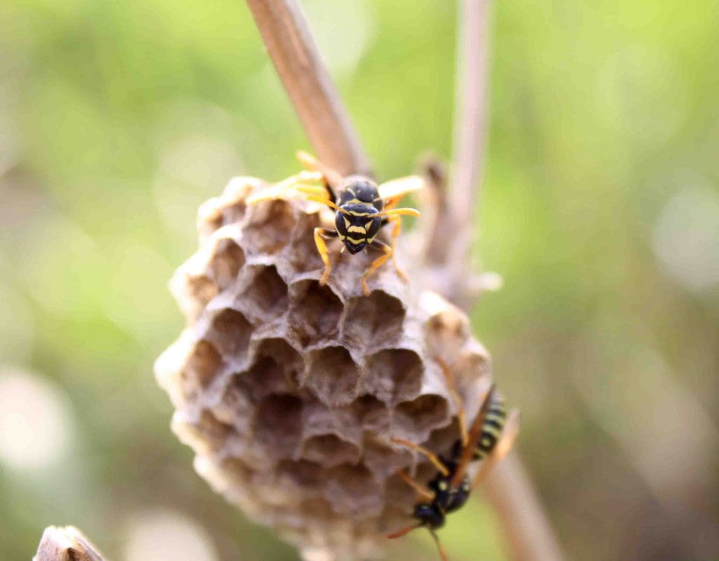 wasp removal Winter Haven