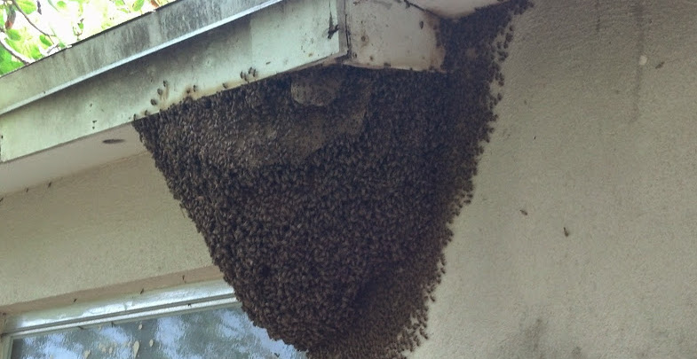 Bees in house