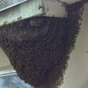 Honey Bee Removal in Brandon, Florida