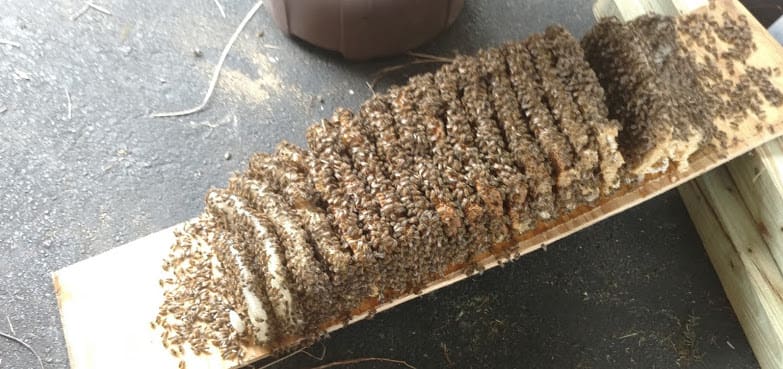Bee removal Largo