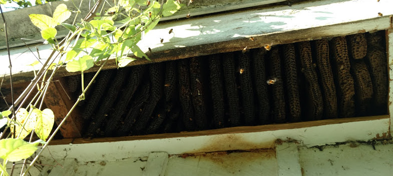 Bees in House in Clearwater, Florida