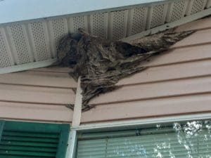 Hornet Removal Bartow