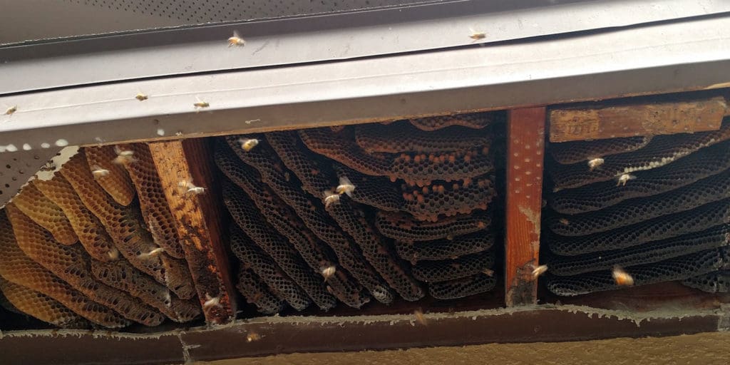bees on house