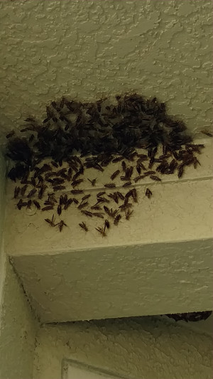 Wasp Control in St. Petersburg, Florida