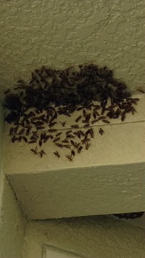 Wasp Control in St. Petersburg, Florida
