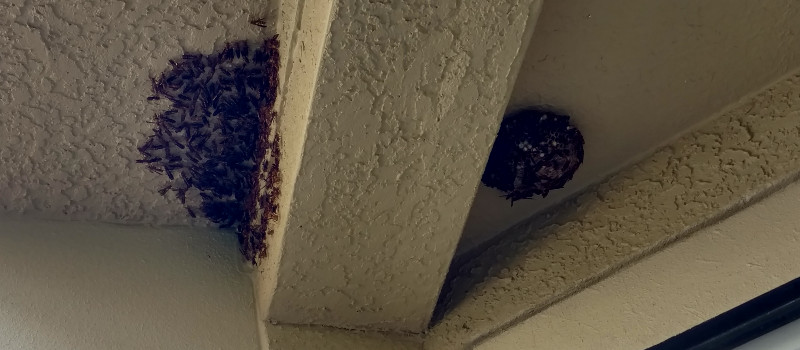 Wasp Nest Removal in St. Petersburg, Florida