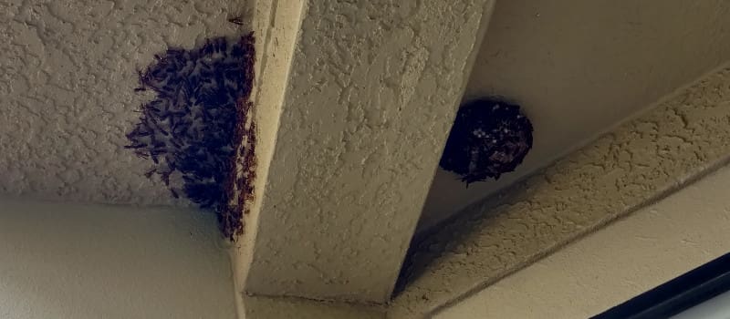 Wasp Nest Removal in Clearwater, Florida