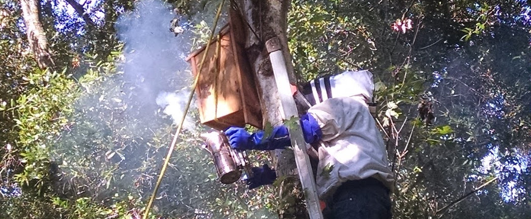 Bee Removal Service in St. Petersburg, Florida