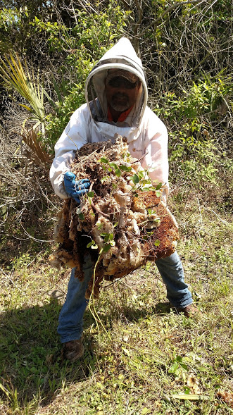 Hornet Nest Removal in Lakeland, Florida