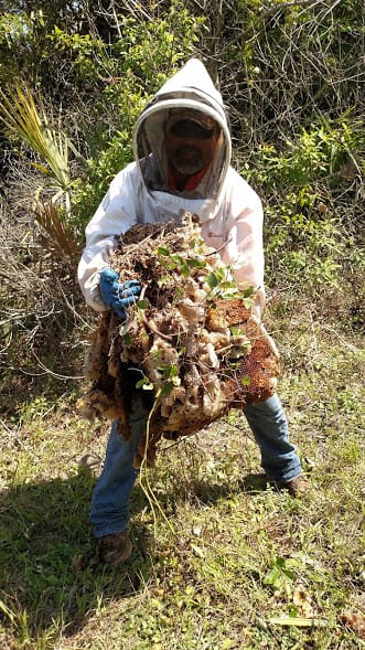 Hornet Nest Removal in Tampa, Florida