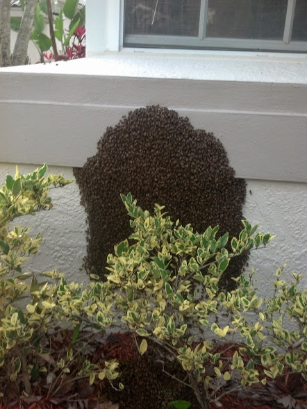 bees on house