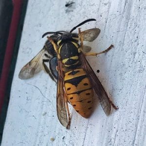 Hornet removal Lakeland