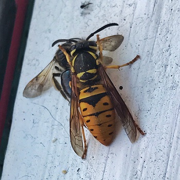 wasp removal Bradenton