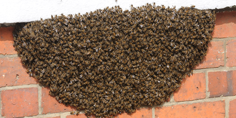 Bee Control Service in Tampa, Florida