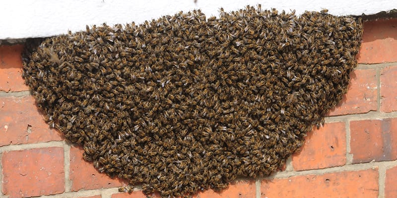 Bee Removal Clearwater