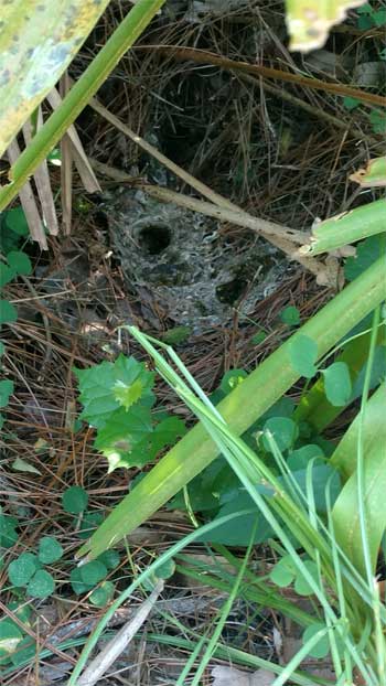 Yellow Jacket Removal: Why You Need to Look Down This Spring