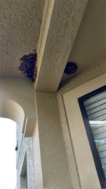 Wasp Removal in Clearwater, Florida