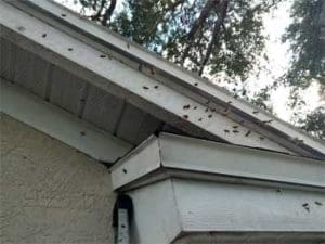 Bees in House in Clearwater, Florida