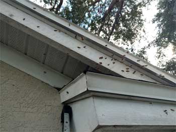 Bees in House in Clearwater, Florida