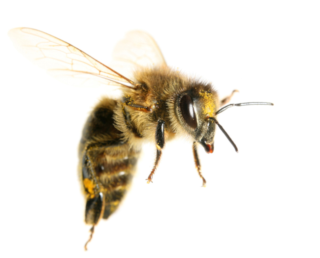 With Bee Control, You Can Be in Control