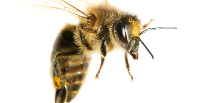 Bee Control