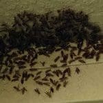 Bee Control Service