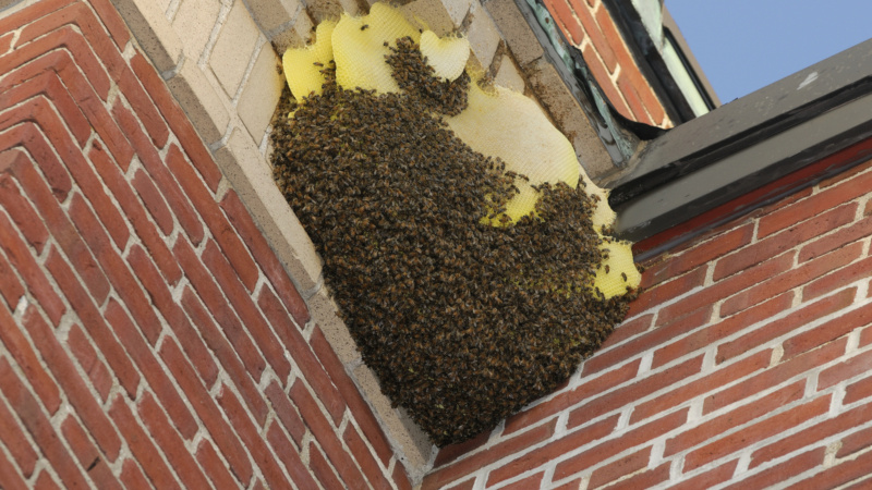 Honey bee removal involves several steps