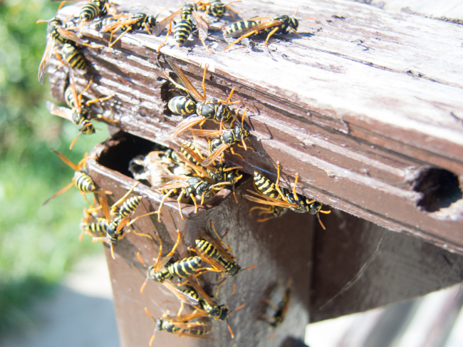 Why Hornets are Dangerous and How to Approach Hornet Removal