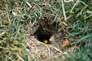 best practices when it comes to yellow jacket nest removal