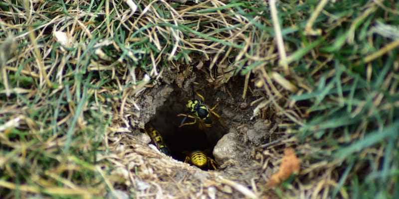 best practices when it comes to yellow jacket nest removal 